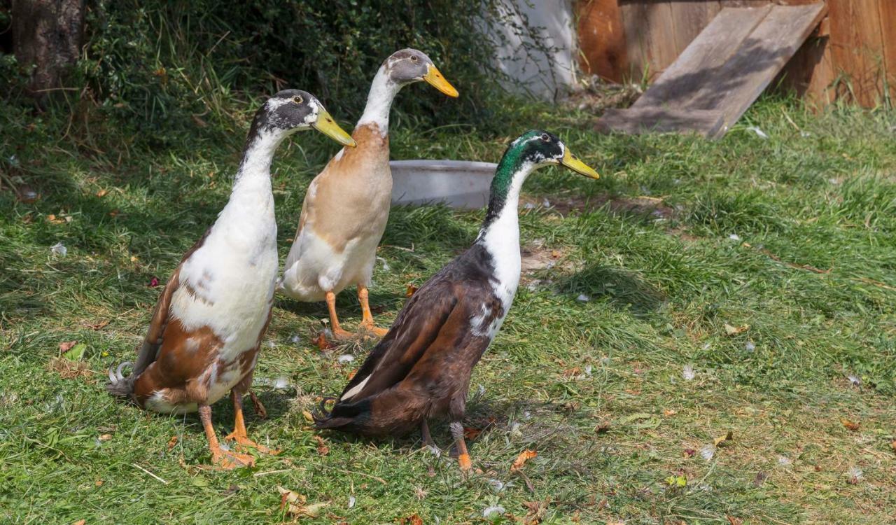 Appartement Birkenhof Maranza Kültér fotó